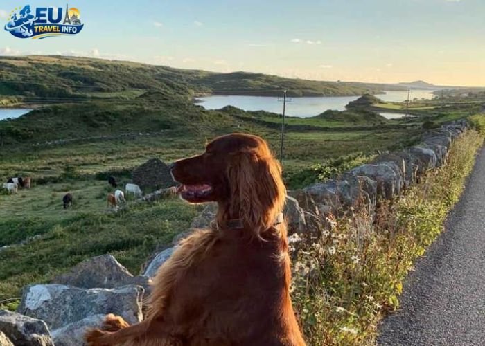 Dog Friendly Ireland