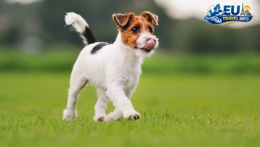 Dog Friendly Løkken, Dk