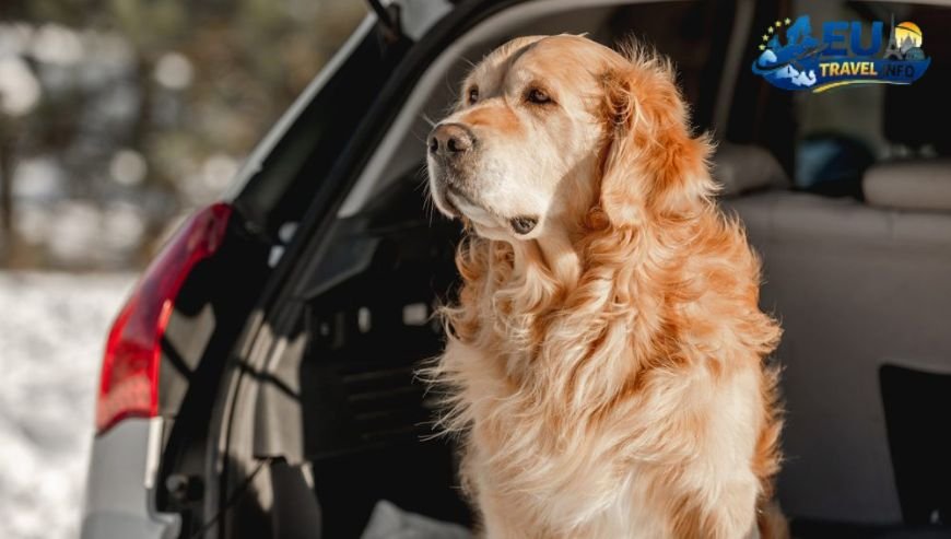 Dog Friendly Odense, Dk