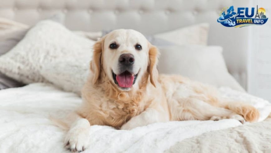 Dog Friendly Otepaa Estonia