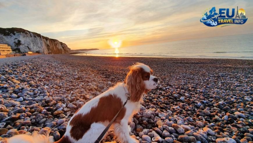 Dog Friendly Places in France