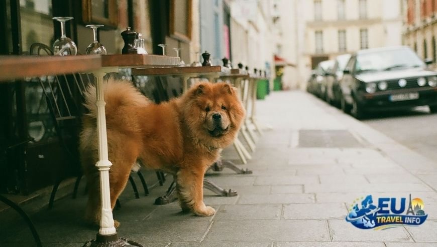 Dog Friendly Places to Stay and Explore in France