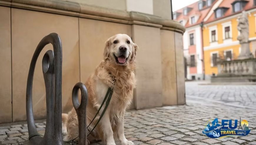 Dog Friendly Places to Visit in Germany