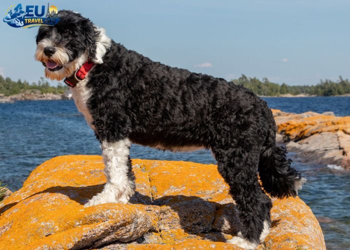 Dog Friendly Portugal