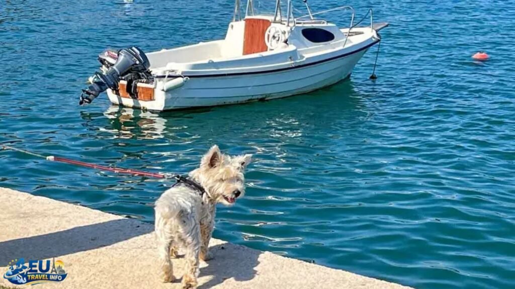 Dog-Friendly Public Transport in Croatia