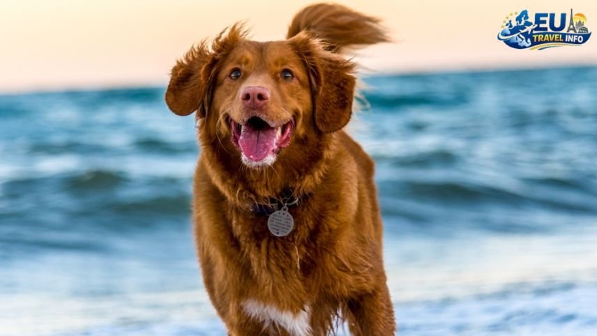 Dog Friendly Salzburg