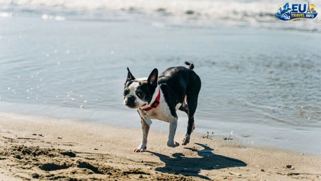 Dog Friendly San Marino