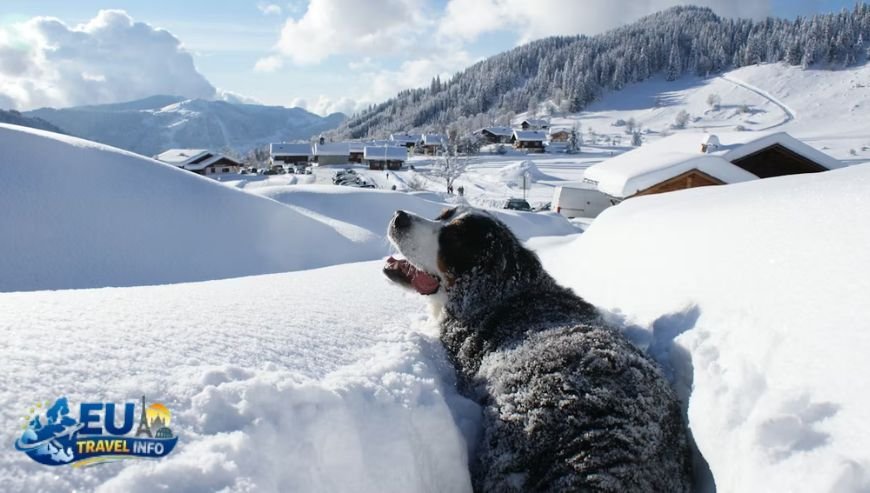 Dog Friendly Ski Resorts and Chalets in France