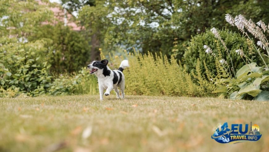 Dog Friendly Spa Hotels and Holiday Cottages in Germany