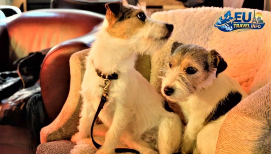 Dog Friendly Tallinn Estonia