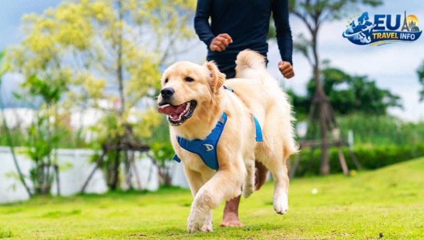 Dog Friendly Travel Guide to Lahti