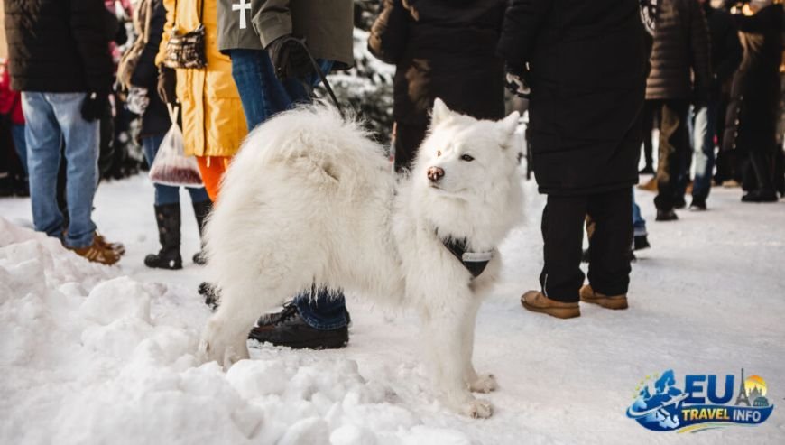 Dog Friendly Travel Guide to Rauma