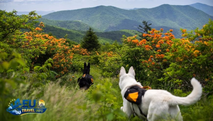 Dog Friendly Travel in Balzers, Liechtenstein