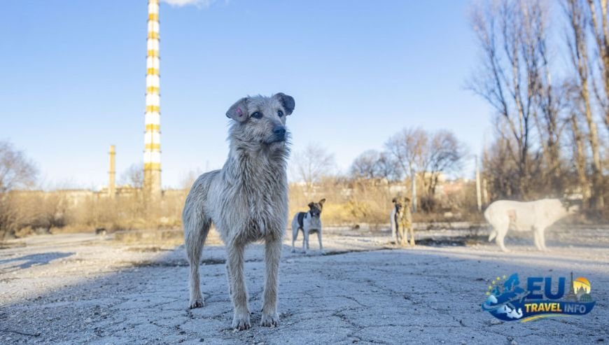 Dog Friendly Travel in Chişinău, Moldova