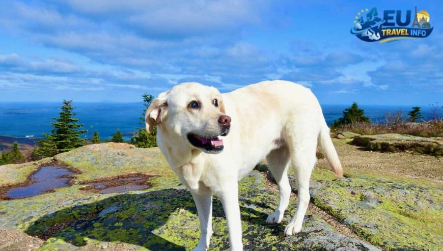 Dog Friendly Travel in Fontvieille, Monaco