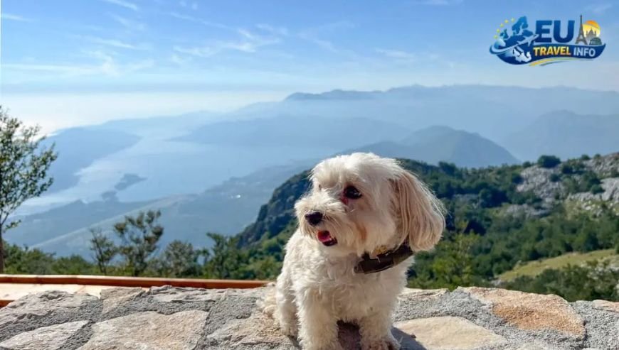 Dog Friendly Travel in Kotor, Montenegro