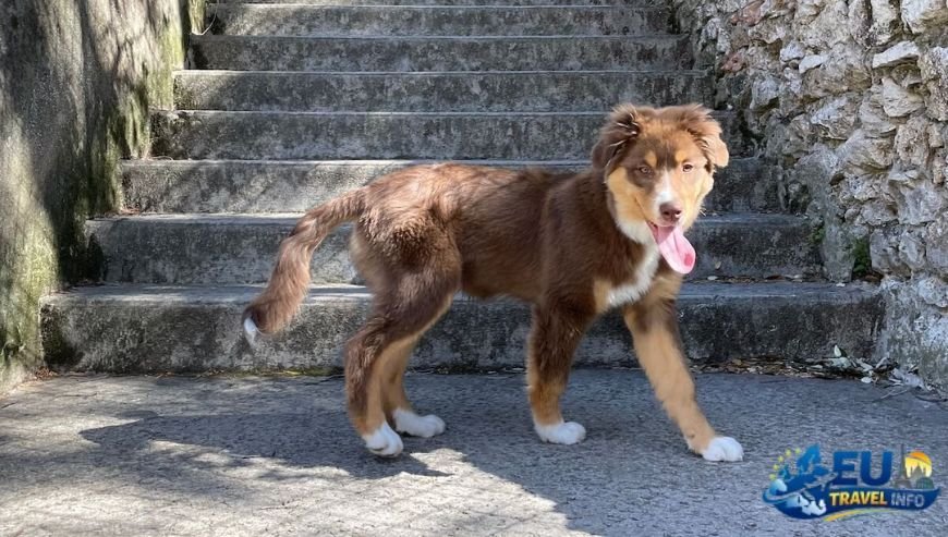 Dog Friendly Travel in La Condamine, Monaco