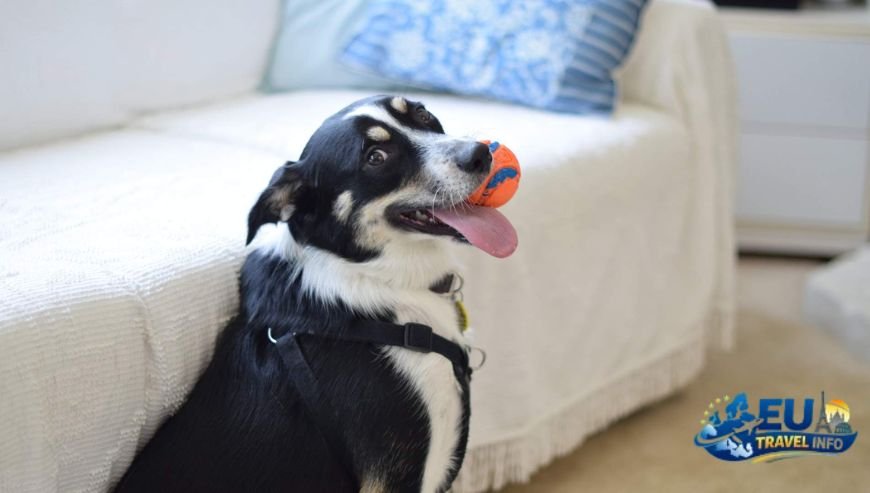 Dog Friendly Travel in Malbun, Liechtenstein