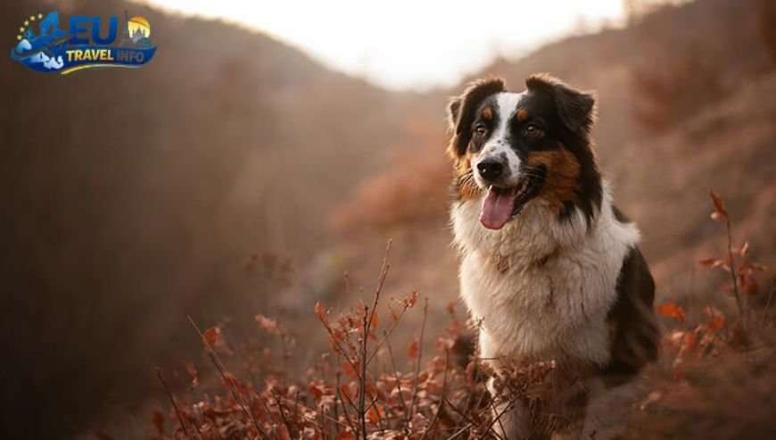 Dog Friendly Travel in Orhei, Moldova