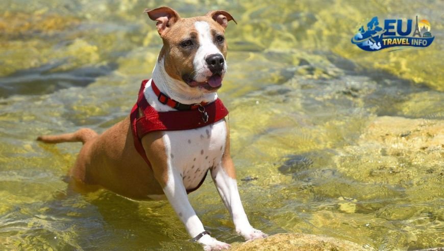 Dog Friendly Travel in Sliema, Malta