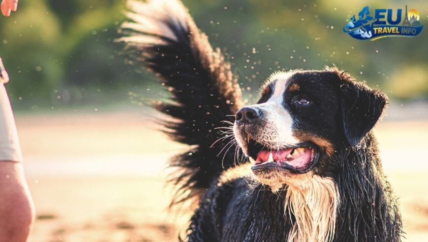 Dog Friendly Vacation Guide to Atlanta, GA