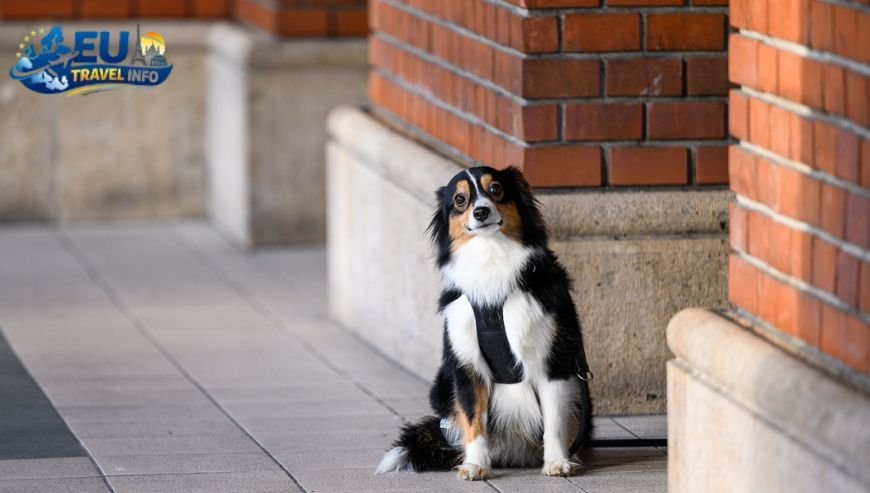 Dog Friendly Vacation Guide to Budapest, HU