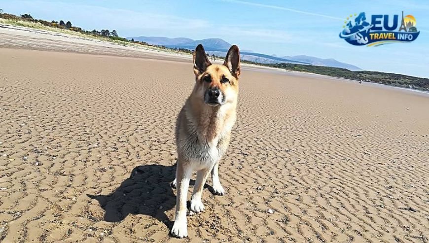 Dog Friendly beaches in europe
