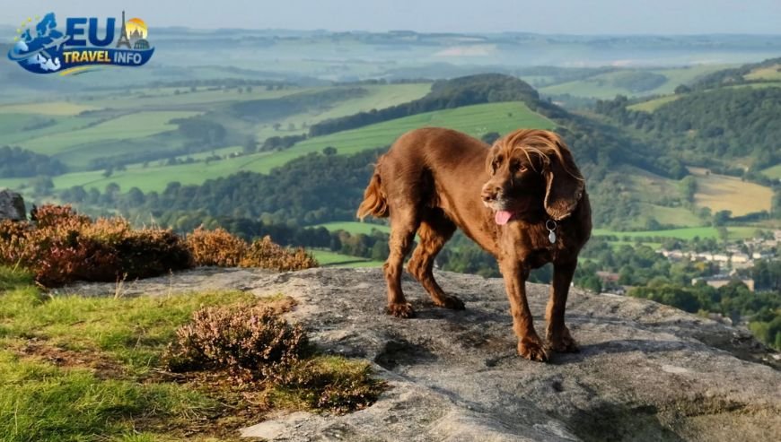 Dog Friendly cottages europe