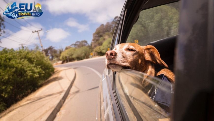 Dog Friendly europe road trip