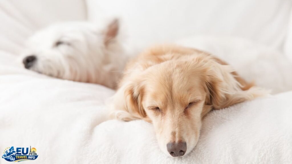 Dog-friendly accommodations in Slovenia