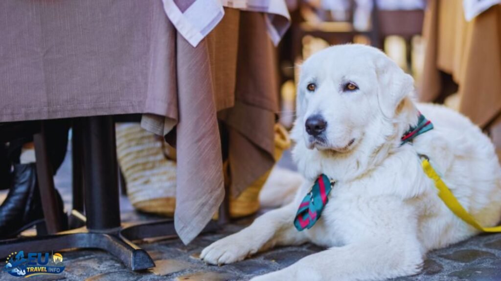 Dog-friendly dining in Italy