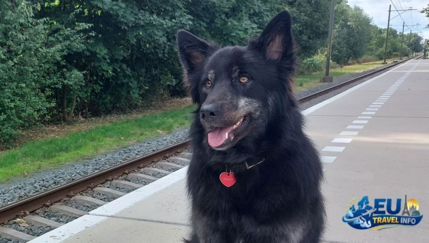 Dogs public transport amsterdam and Haarlem