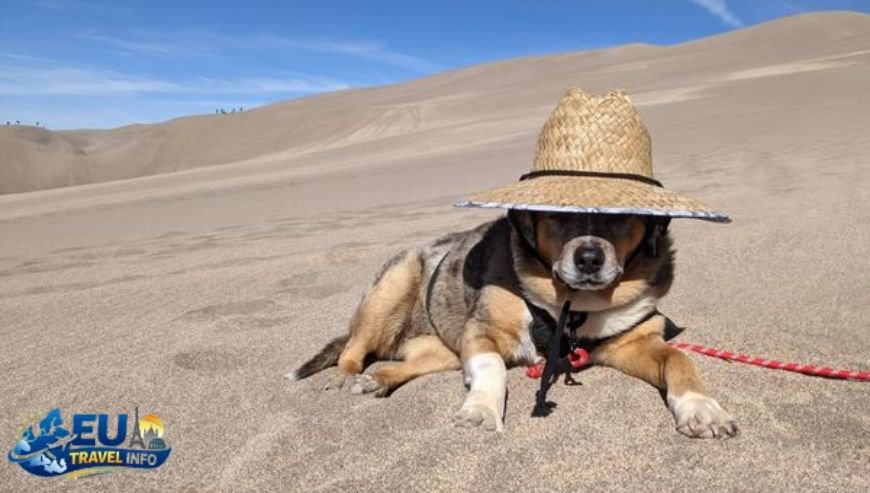 Driving Adventure 1 The Beauty of the North Shore dog