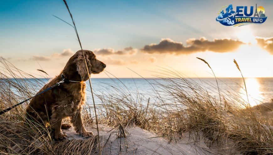 Duck Beach Outer Banks, North Carolina dog