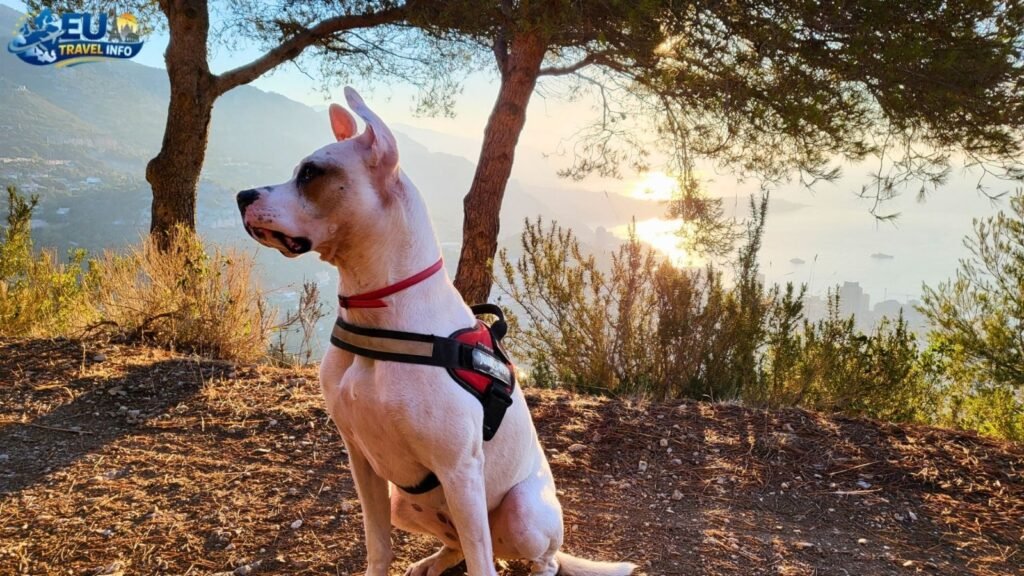 Dog Friendly Monaco