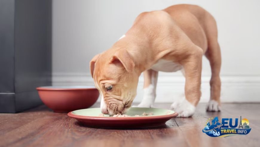 Eating Romanian Food with Your Pup
