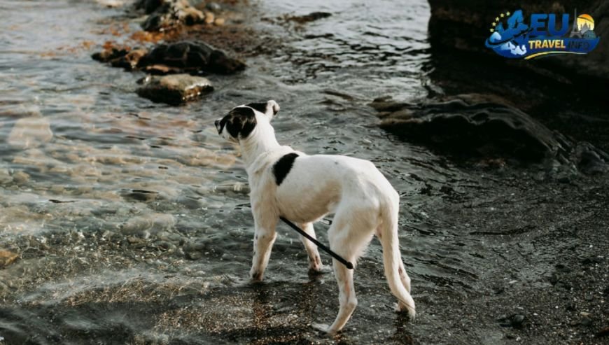 Els Llacs Mountain Apartments dog