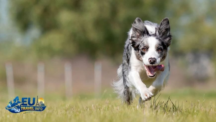 Entering the City and the Border dog