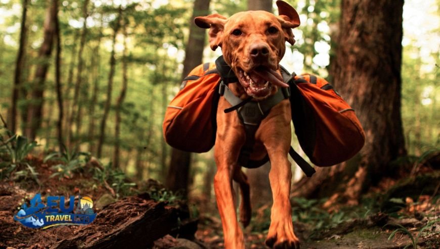 Essential Gear for Your Dog