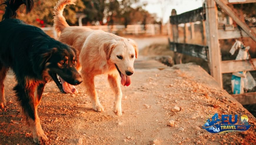 Essential Rules for a Stress-Free Trip dog