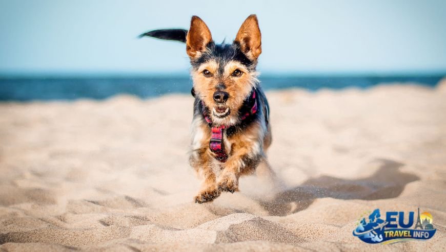 Essential Tips Before You Hit the Sand dog