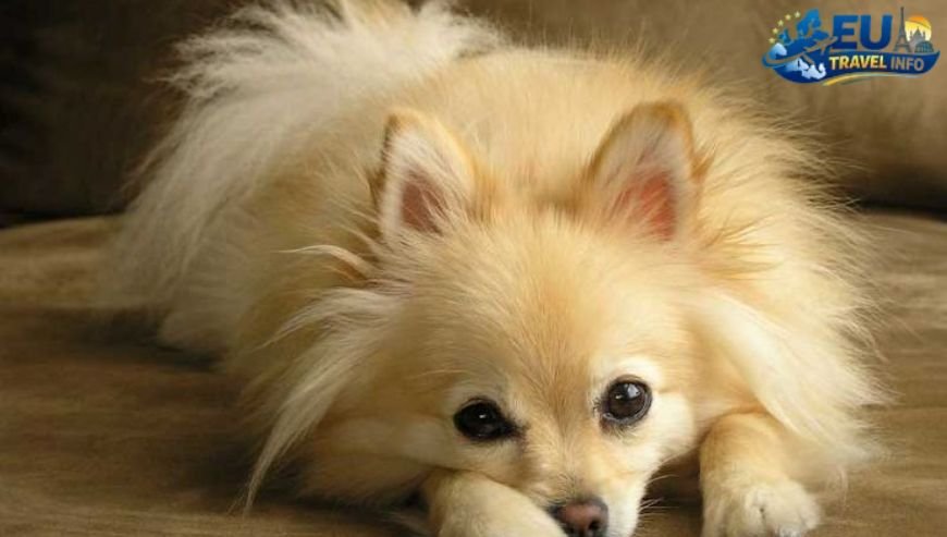 Europa village dog friendly