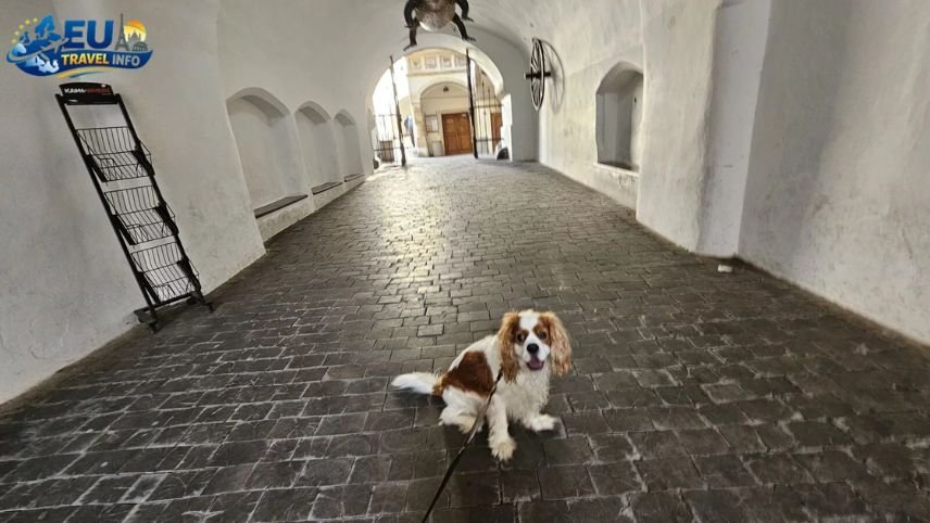 Exploring Brno The Heart of Moravia dog