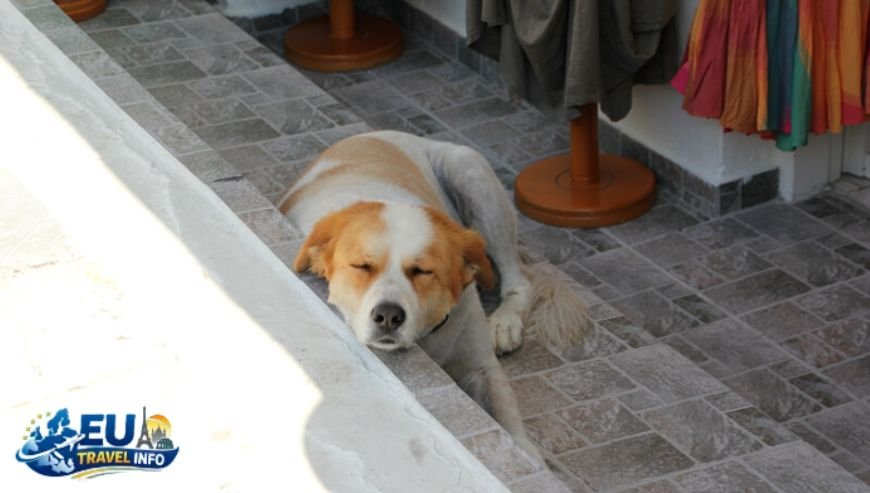 Getting to the Island The Ferry Experience dog