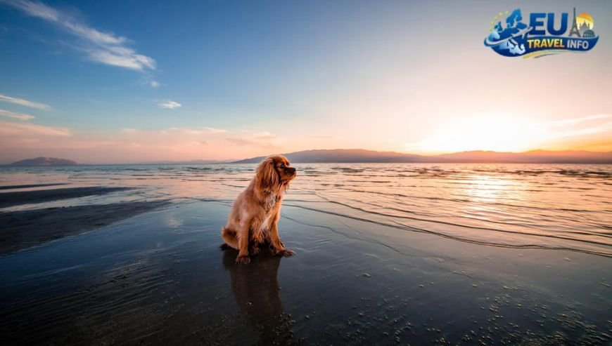 Exploring Dog Friendly Beaches Near Trieste Italy