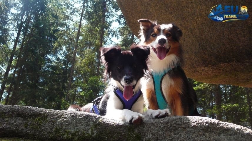 Exploring Dog Friendly Lakes and Outdoor Spots Near Vienna, Austria