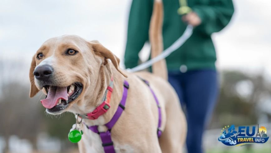 Exploring La Condamine The Heart of Local Life dog