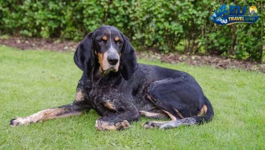 Exploring Lucerne and Beyond dog