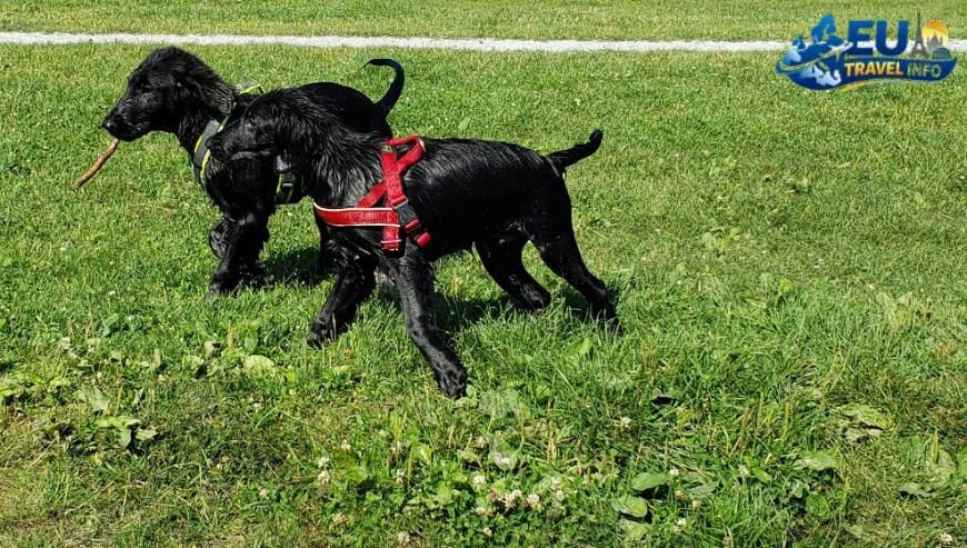 Exploring North Holland dog