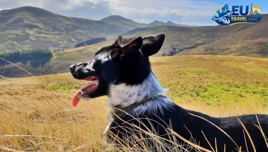 Exploring Other Parts of the Island dog